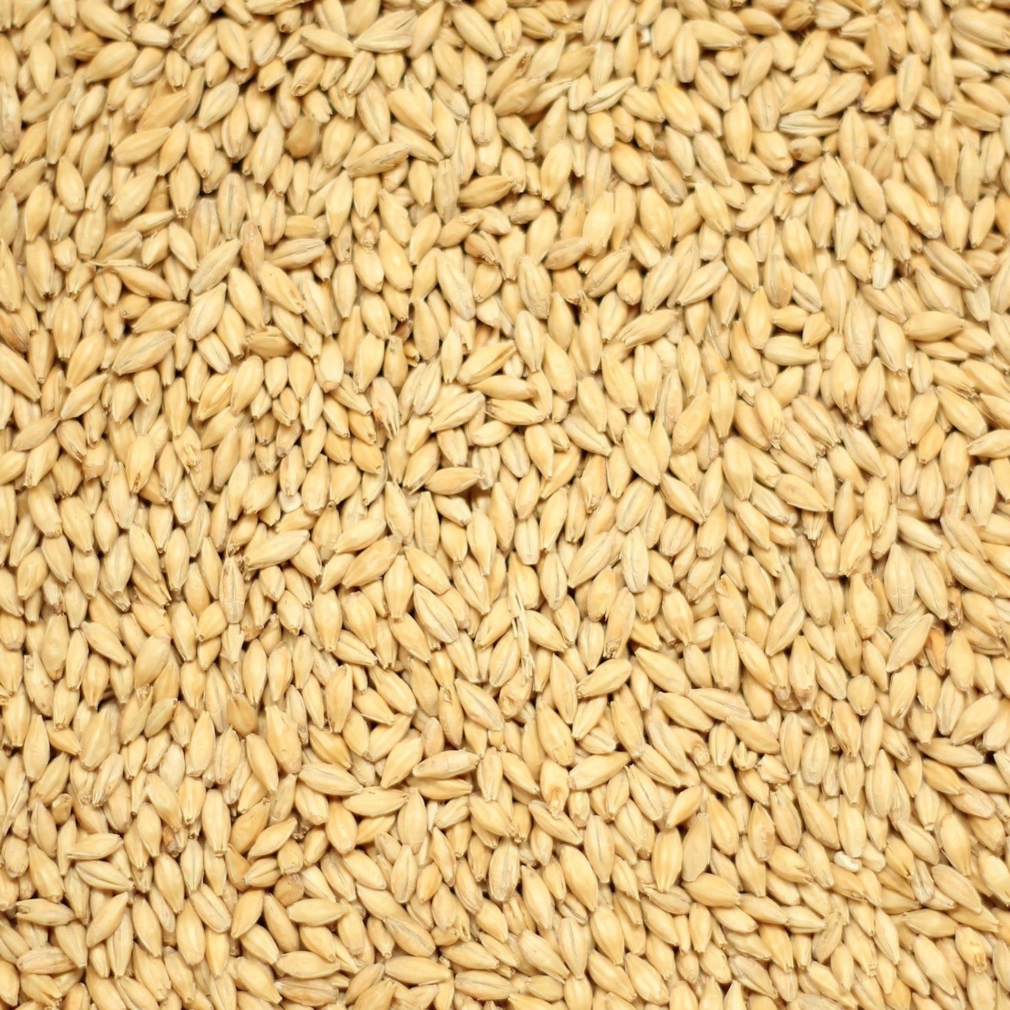 Simpsons Golden Promise Grain 25kg
