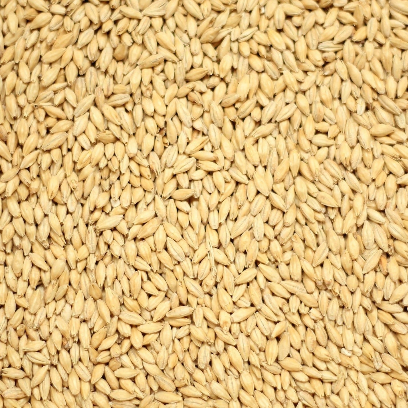 Simpsons Golden Promise Grain 1kg